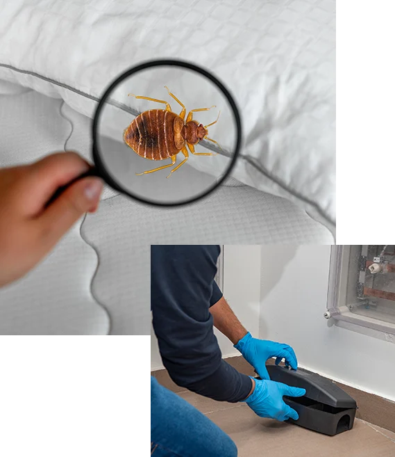 Sierra Pest Control