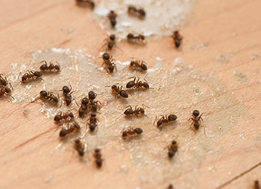 Sierra Pest Control