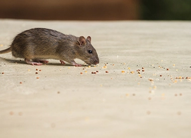 Sierra Pest Control